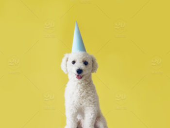stock photo yellow dog celebration pet fluffy birthday background happy poodle 9a8a7c67 3639 4f48 9ff7 4750d219c422 e1515091856400 - There, I Said It!