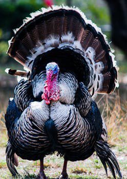 Thanksgiving: Turkey Or Not?