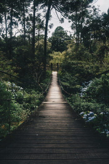 black hanging bridge surrounded by green forest trees 775201 scaled e1595521664927 - There, I Said It!