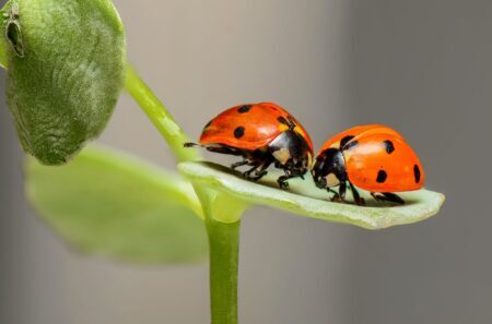 ladybugs ladybirds bugs insects 144243 e1656621698190 - There, I Said It!