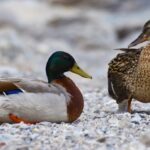 ducks mallard water bird duck bird 162316 150x150 - Blog2
